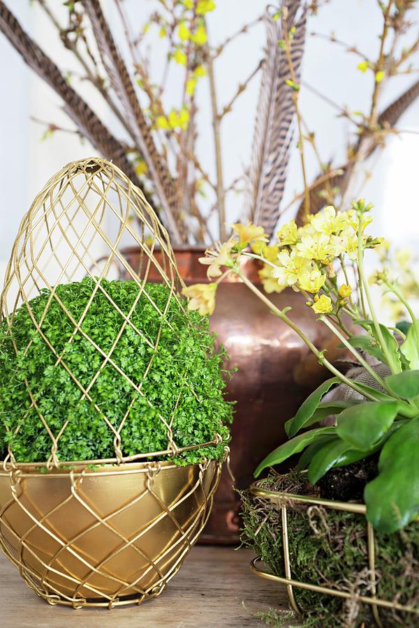 Mind-your-own-business Plant Inside Easter Egg Made Of Gold Wire Arranged With Other Plants Photograph by Cecilia Mller