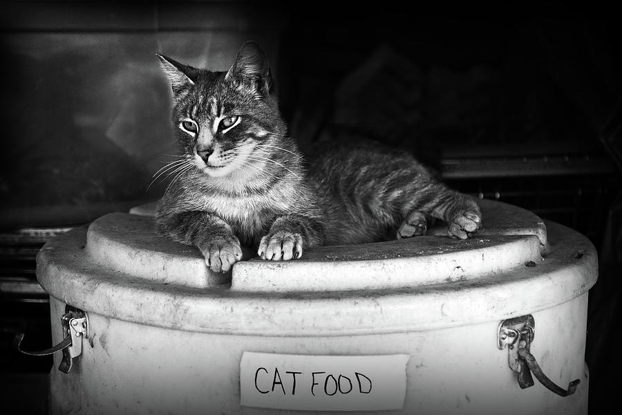 Mine - Cats Photograph by Nikolyn McDonald