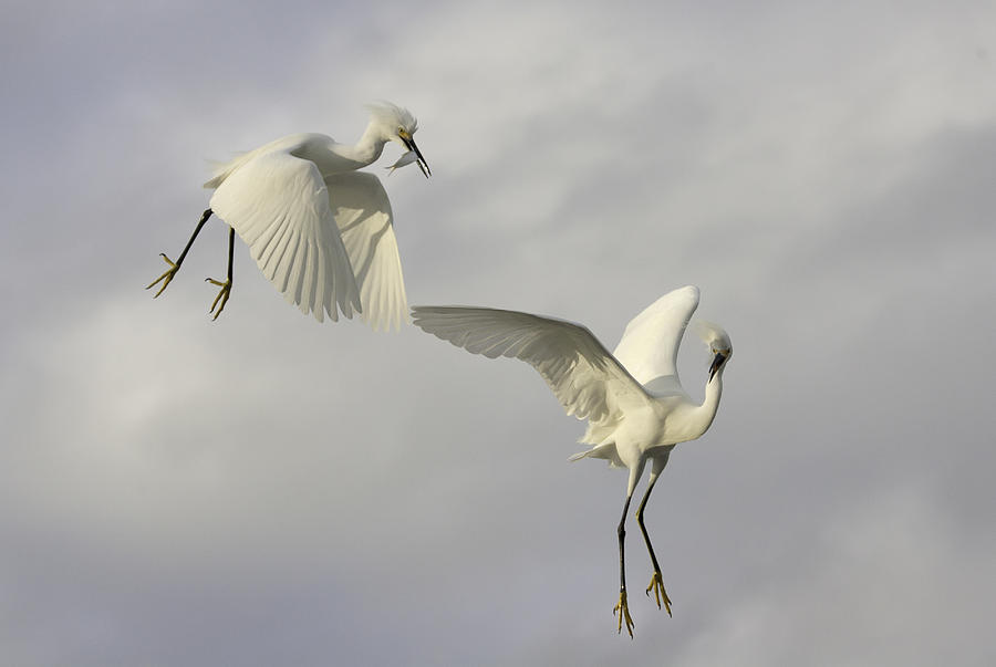 Egret Photograph - Mine!!!!! by Fabs Forns