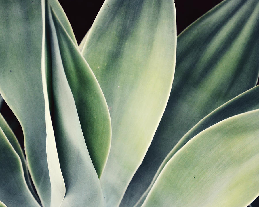 Mineral Green Agave Photograph by Lupen Grainne