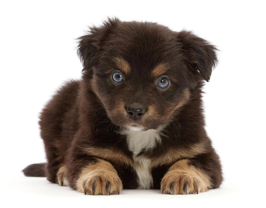 Mini American Shepherd Puppy, 5 Weeks Photograph by Mark Taylor