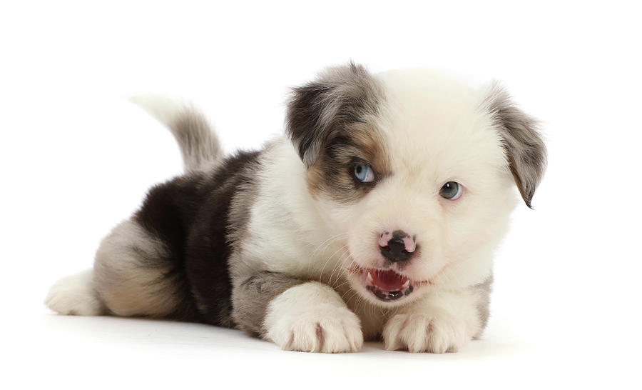 Mini American Shepherd Puppy, Mouth Open Photograph by Mark Taylor