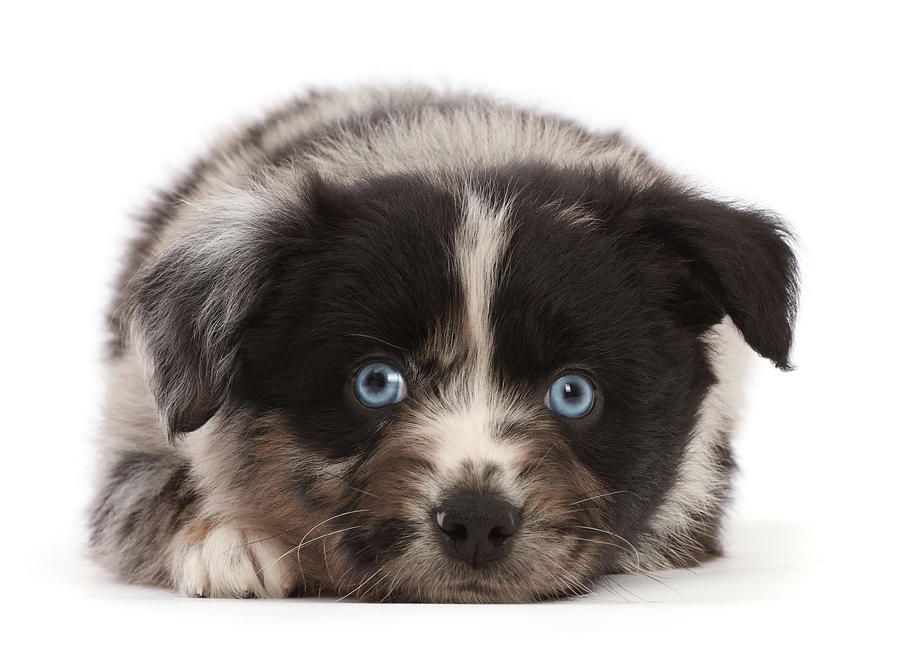 Mini American Shepherd Puppy, Nose Photograph by Mark Taylor