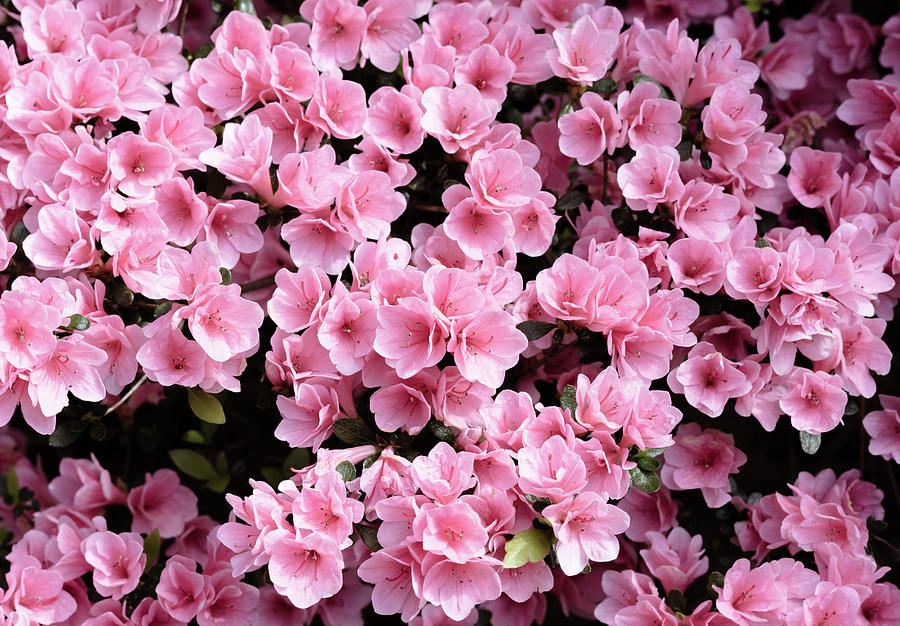 Mini azaleas #floral Photograph by Andrea Anderegg