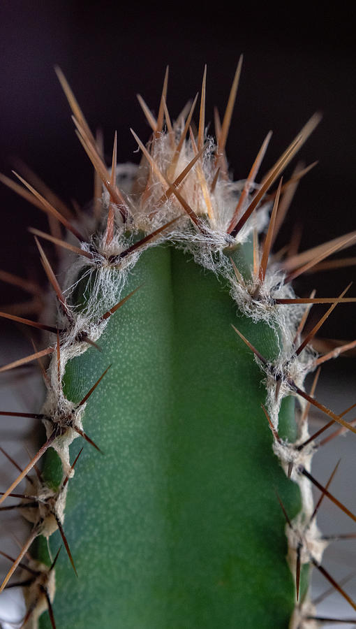 Mini Cactus Up Close Photograph by Scott Lyons