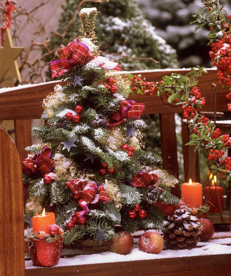 Mini-christmas Tree On Garden Bench Photograph by Friedrich Strauss