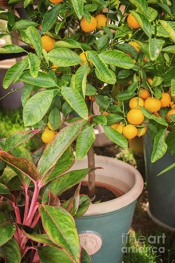 mini tangerine tree