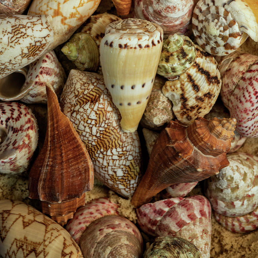 Shell Mixed Media - Mini Conch Shells I by Andy Amos