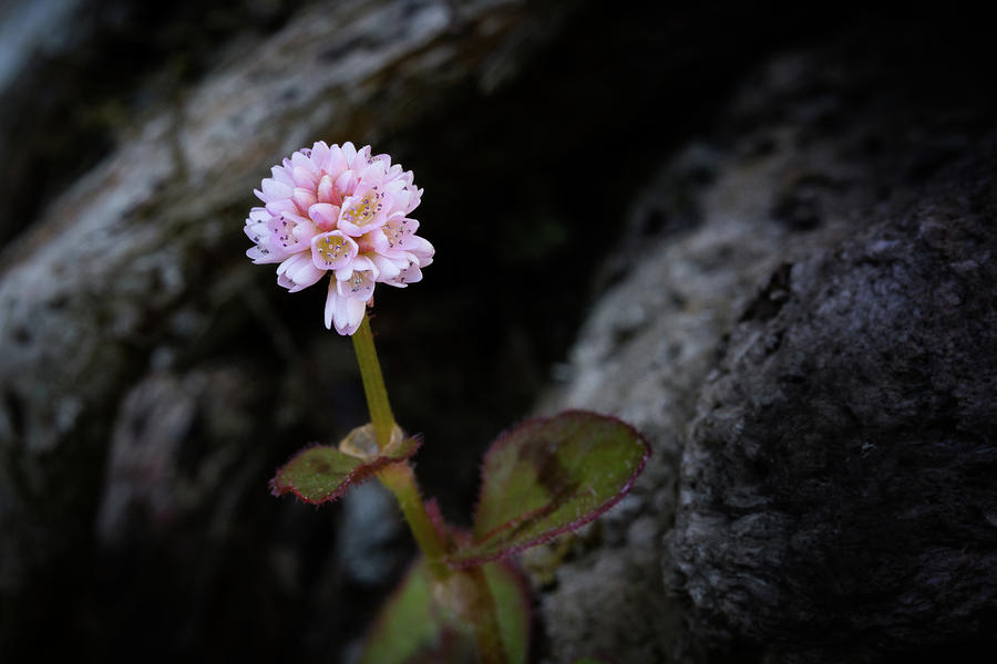 Mini flower Photograph by Silvia Marcoschamer