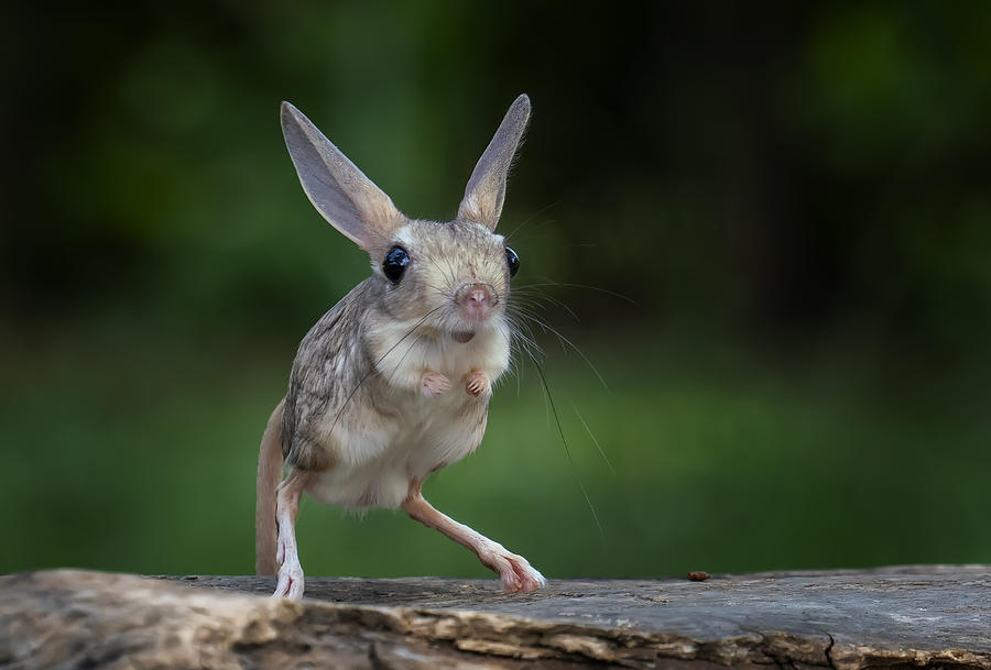 Nature Photograph - Mini Kangaroo by Mieke Suharini