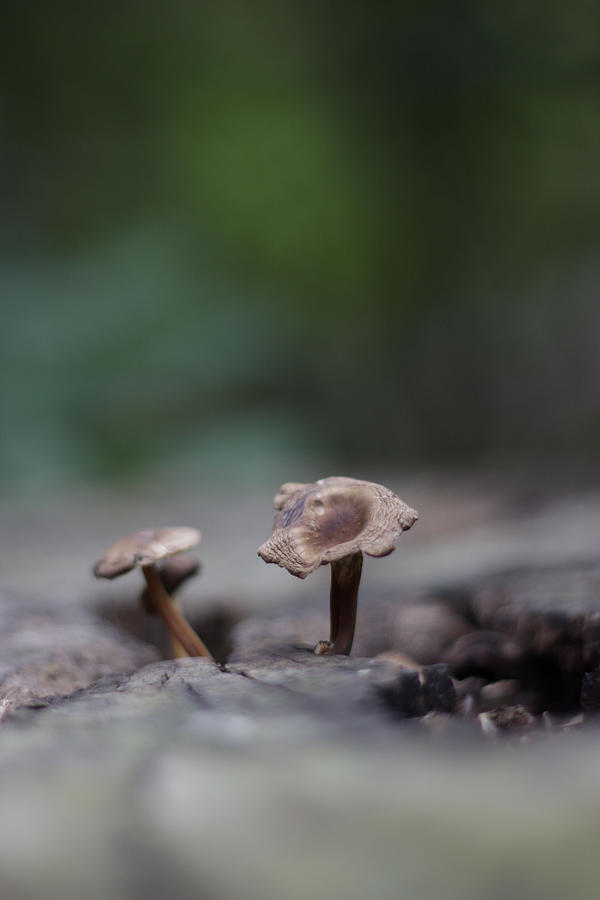 Mini Mushrooms Photograph by Stephanie Hollingsworth