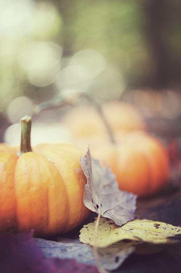 Mini Pumpkins With Leaves Photograph by Samantha Wesselhoft Photography