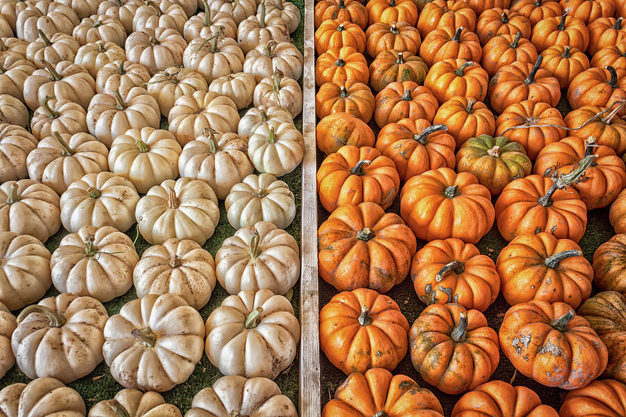 Mini Pumpkins Photograph by Alison Frank