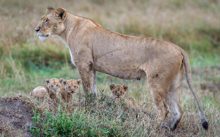 Mini Simbas Photograph by Jeffrey C. Sink | Fine Art America