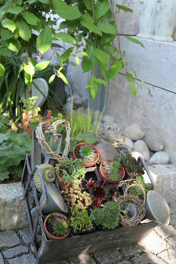 Mini Succulents In Small Pots, Decorated With A Heart Made Of Branches And Utensils Photograph by Sonja Zelano