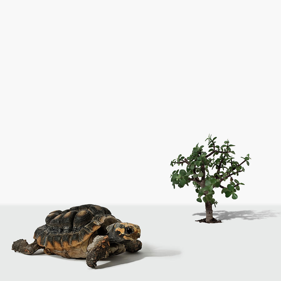 Turtle Photograph - Mini Tree And Turtle by Fotografias De Rodolfo Velasco