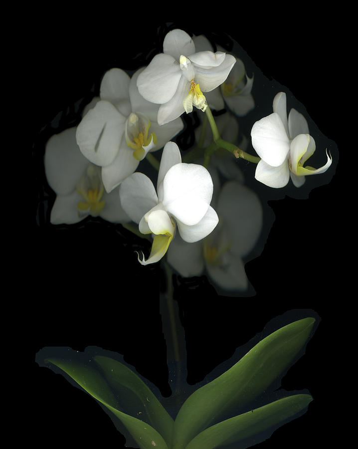 White Orchid Flowers Painting - Mini White Orchids by Susan S. Barmon