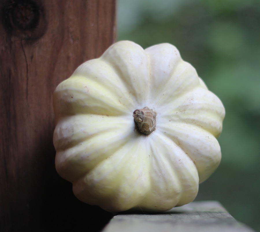 Mini White Pumpkin 2 Photograph By Cathy Lindsey - Fine Art America