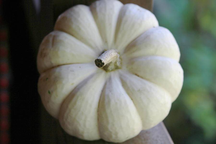 Pumpkin Photograph - Mini White Pumpkin 4 by Cathy Lindsey