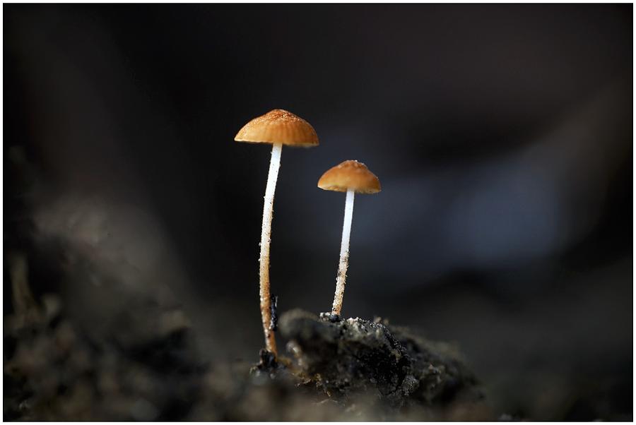 Miniature Fungi Photograph by Arunaasingh