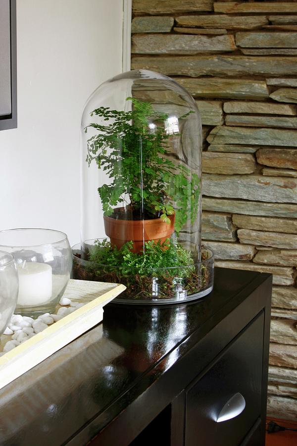 Miniature Garden Under Glass Cover On Black Console Table Photograph by Great Stock!