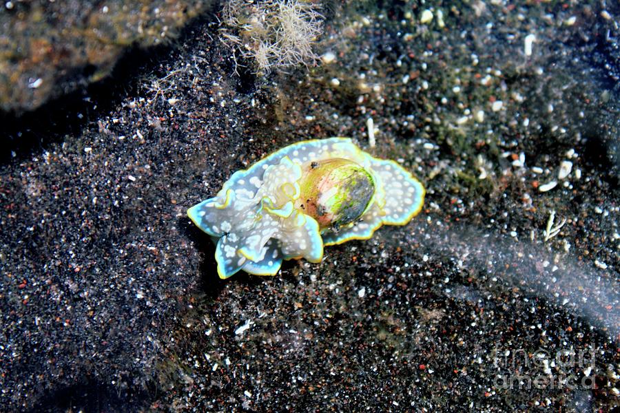 Animal Photograph - Miniature Melo Sea Snail by John Wright/science Photo Library