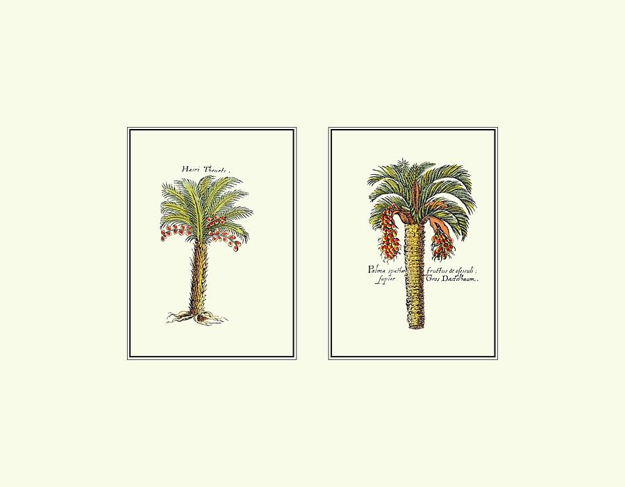 Tree Painting - Miniature Palm Iv by Vision Studio