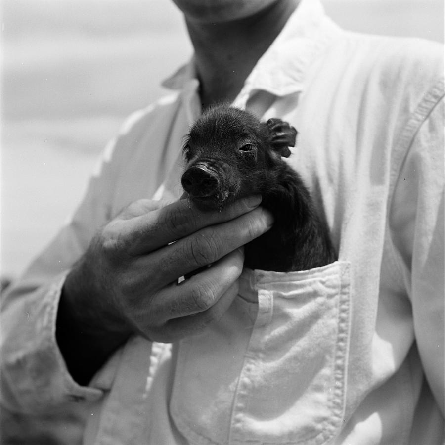 Pig Photograph - Miniature Pig by Wallace Kirkland