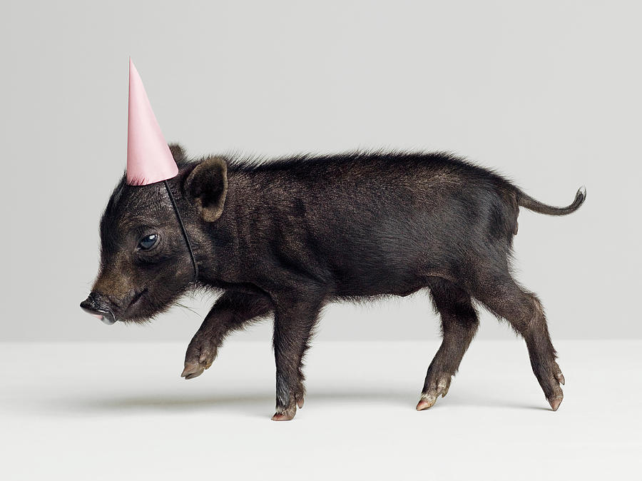 Miniature Piglet Wearing Party Hat Photograph by Roger Wright