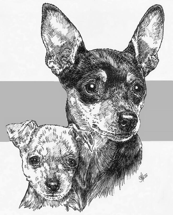 Miniature Pinscher and Pup Drawing by Barbara Keith