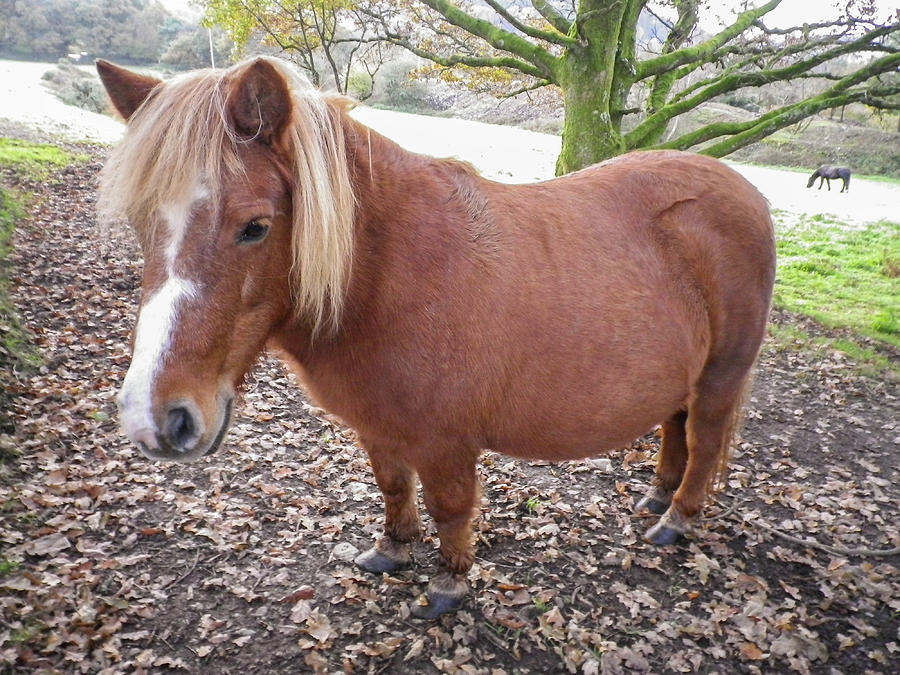 Miniature Pony Tamar Valley Devon Photograph by Richard Brookes