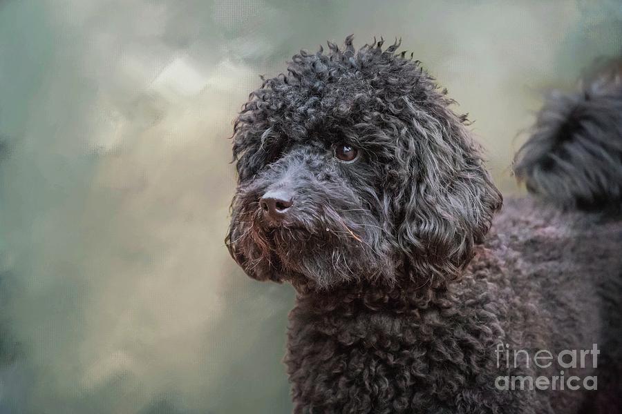 Dog Photograph - Miniature Poodle by Eva Lechner