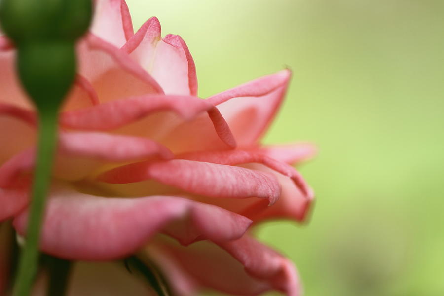 Miniature Rose Blossom Photograph by Darrel D. Oneill