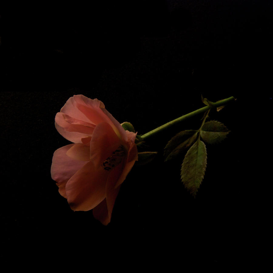 Miniature Rose Photograph by Moriyu