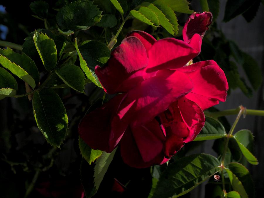 Miniature Rose Photograph by Richard Thomas