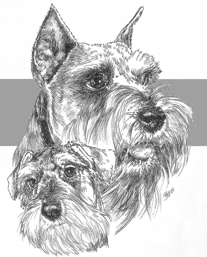 Miniature Schnauzer and Pup Drawing by Barbara Keith