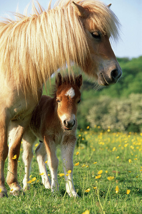 Miniature Shetland Pony Mother And Foal In Field Uk Photograph By Mark Bowler Naturepl Com