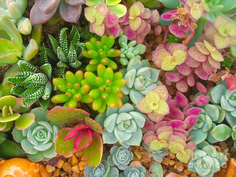 Container Photograph - Miniature Succulent Plants by Dinodentist Container Photograph - Miniature Succulent Plants by Dinodentist