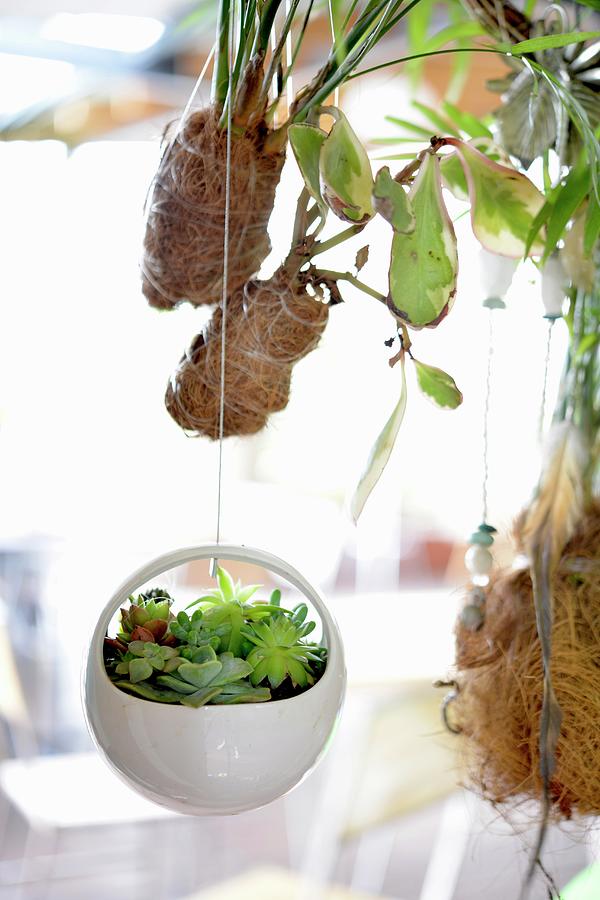 Miniature Succulents In Decorative Suspended Planter Photograph by Great Stock!