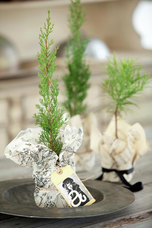 Miniature Thuja Trees In Wrapping Paper With Card Tags Photograph by Great Stock!