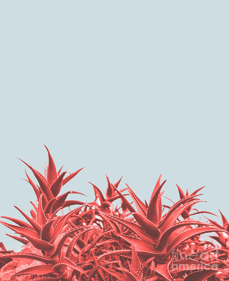 Minimal contemporary creative design with aloe plant in coral co Photograph by Jelena Jovanovic