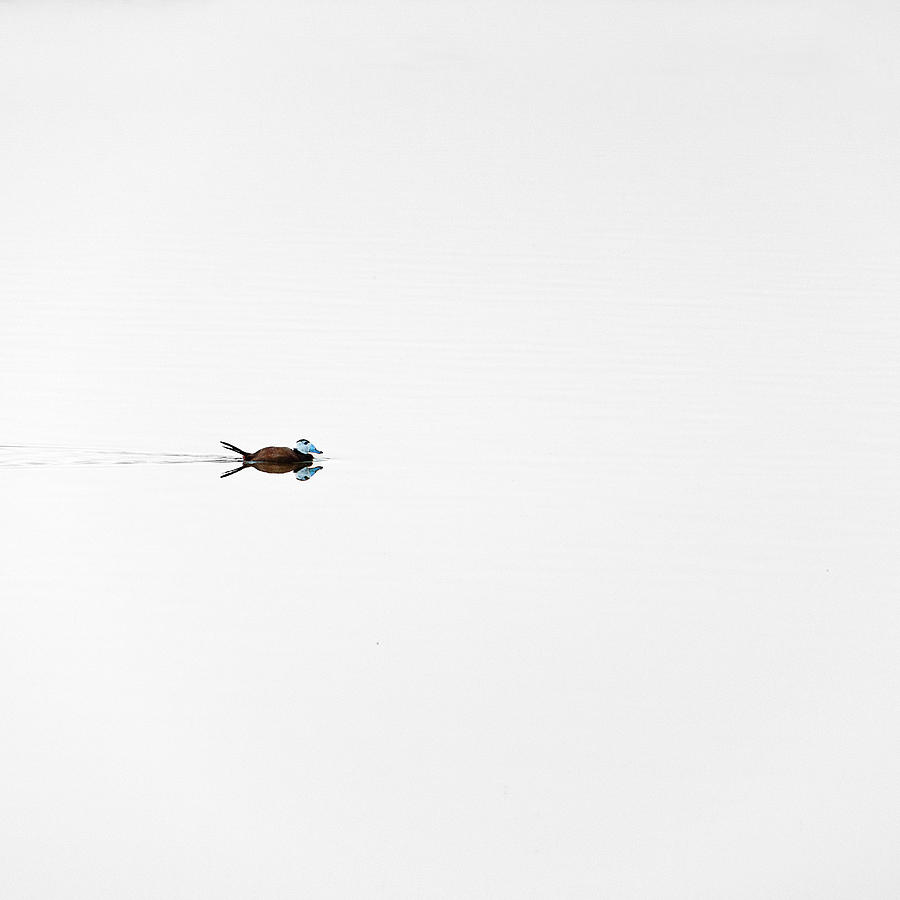 Minimal Duck Photograph by Pedro Díaz Molins