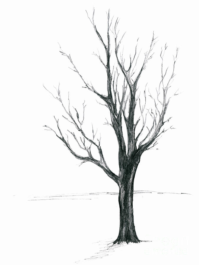 Minimal Winter Maple Tree Drawing by MM Anderson