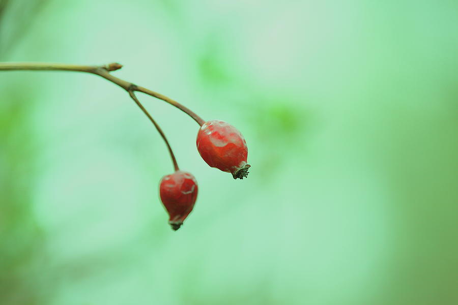 Minimalist Berries Photograph by D. Sharon Pruitt Pink Sherbet Photography