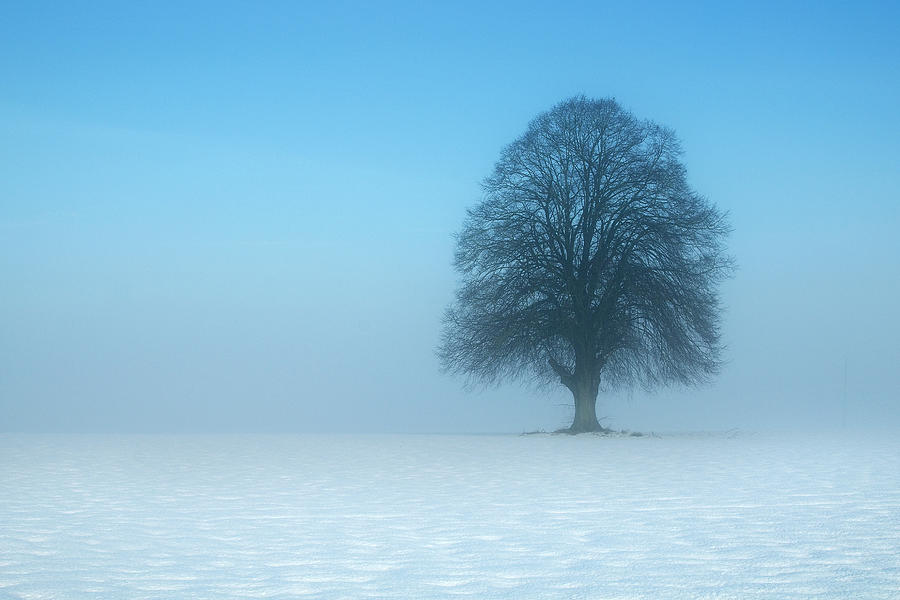 Minimalist Winter Photograph by David Augustin