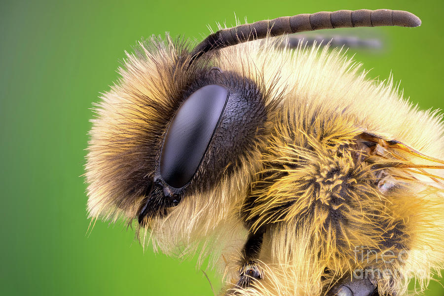 Mining Bee Head Photograph by Ozgur Kerem Bulur/science Photo Library