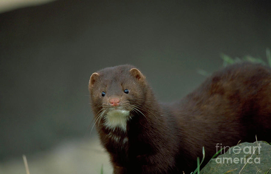Mink Photograph by Leslie J Borg/science Photo Library