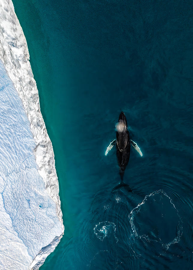 Wildlife Photograph - Minke Whale by Haim Rosenfeld