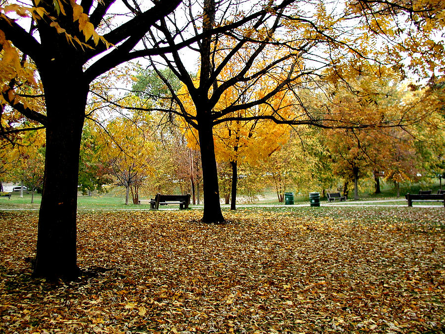 Minneapolis Park In Late Autumn Photograph by Akaplummer