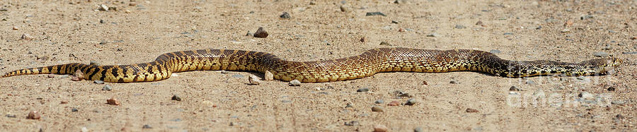 Snake Photograph - Minnesota Gopher Snake  by Natural Focal Point Photography